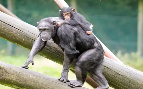Zoo inhabitants