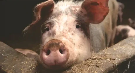 pig in sty