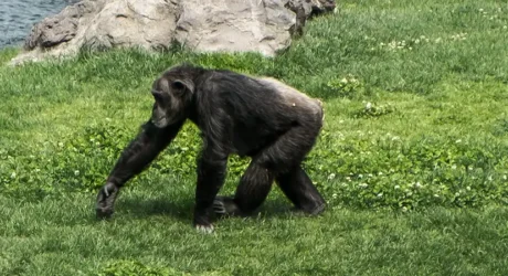 Chimpanzee walking in a zoo