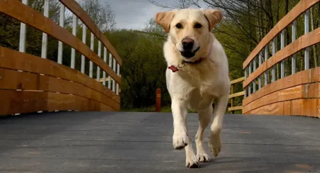 GRP Dura Slab 50 footbridge